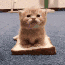 cat-sandwich
