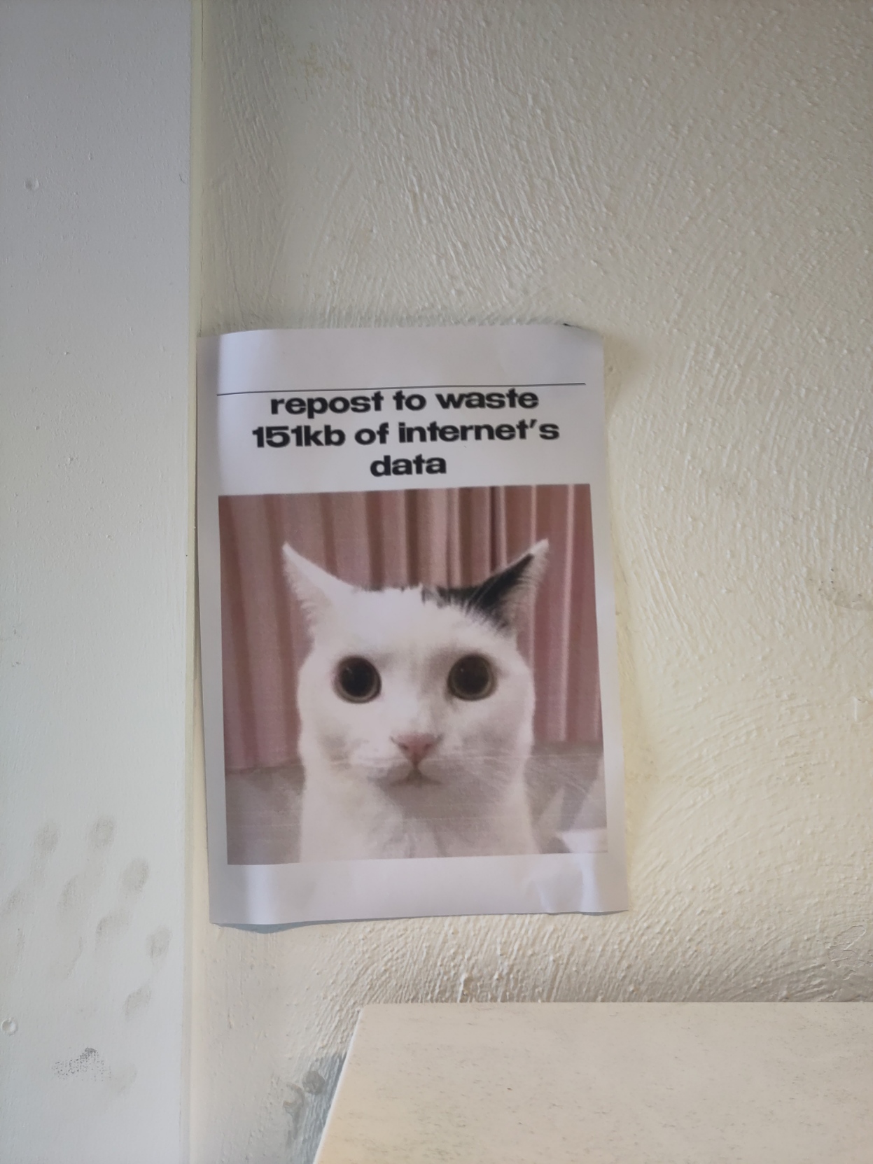 A picture of a cat on the wall with the text "repost to waste 151kb of internet's data"