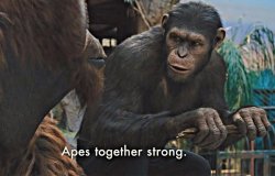 An image of two apes with one saying: "Apes together strong."
