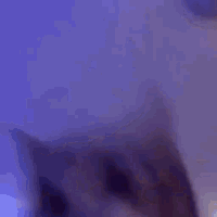catdance