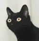 noding_cat