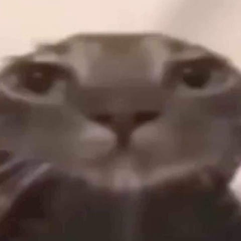 cat-bruh