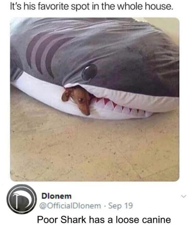 A shark plushie with a dog in its mouth 