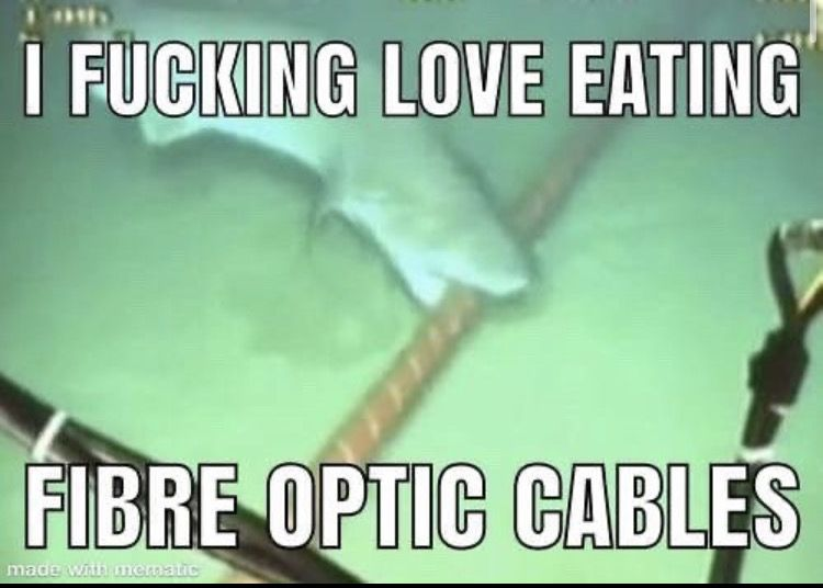 A shark eating a fibre optic cable 