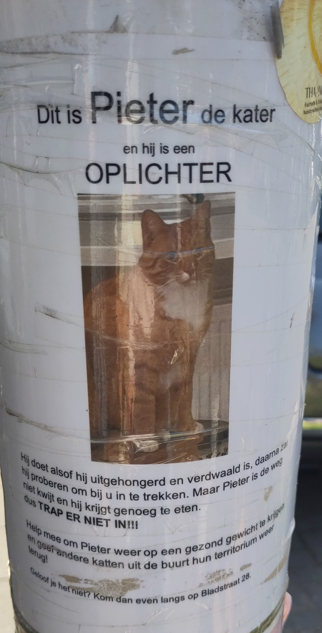 Bovenste caption: "Dit is Pieter de kater en hij is een OPLICHTER".

Foto van een heel schuldig kijkende oranje kater.

Onderste captuon: "Hij doet alsof hij uitheongerd en verdwaald is, daarna zal hij proberen om bij u in te trekken. Maar Pieter is de weg niet kwijt en hij krijgt genoeg te eten. 
dus TRAP ER NIET IN!!!

Help mee om Pieter weer op een gezond gewicht te krijgen geef andere katten uit de buurt hun territorium weer terug!

Geloof je het niet? Kom dan even langs op Bladstraat 28."