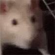 rat_jamming
