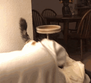 catbite2