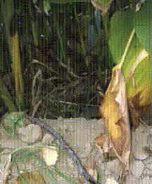 Gif by tumblr user finns-gifs that shows a little star-shaped plushie appearing on screen in a forest, immediately grabbing a stick and poking the camera relentlessly