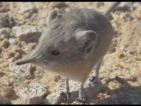 A picture of a round-eared elephant shrew