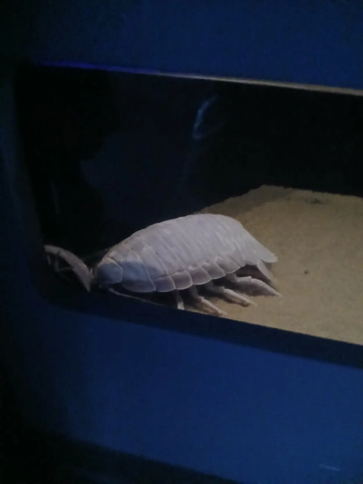 Picture of an isopod!!