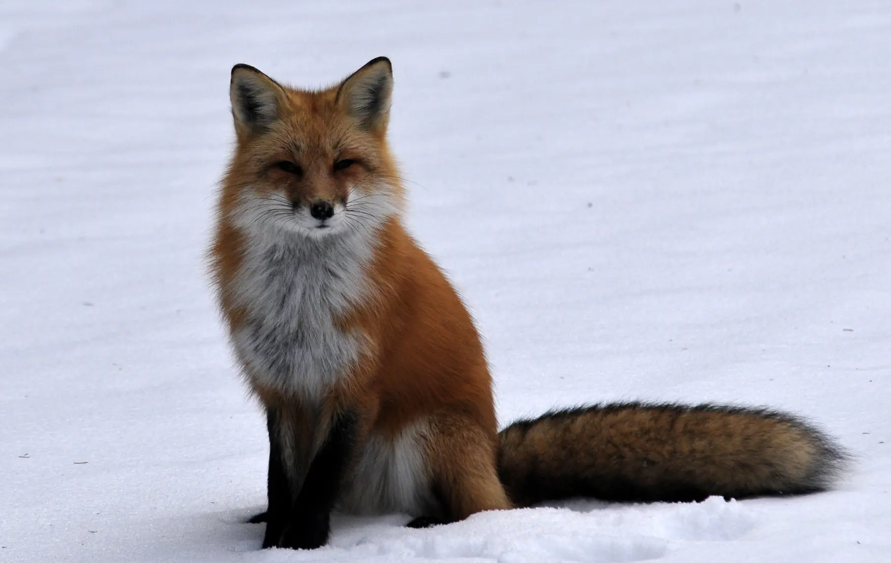 a fox sat in snow 

it's looking at the camera