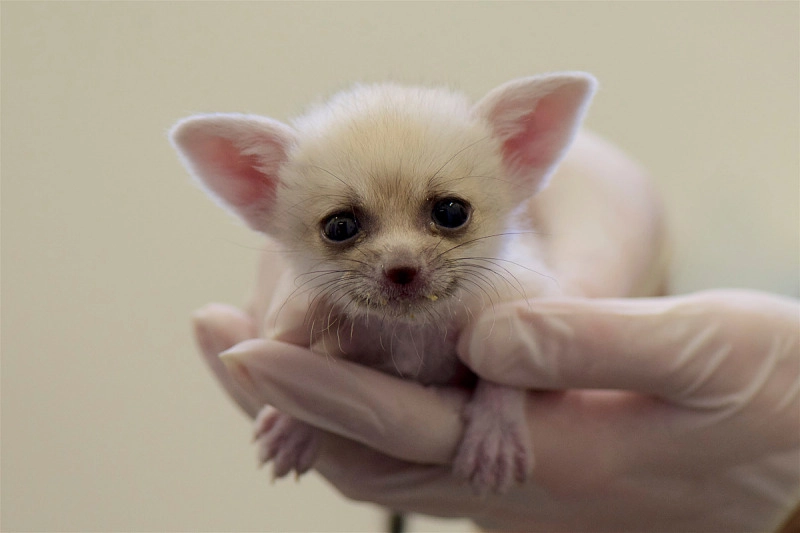 a small fennec fox, presumably a juvenile

it is sat in someone's hand