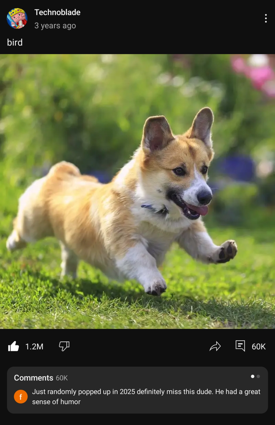 technoblade community post from 3 years ago 

bird

there's a picture of a small dog (maybe a corgi) running with its mouth open and tongue flailing