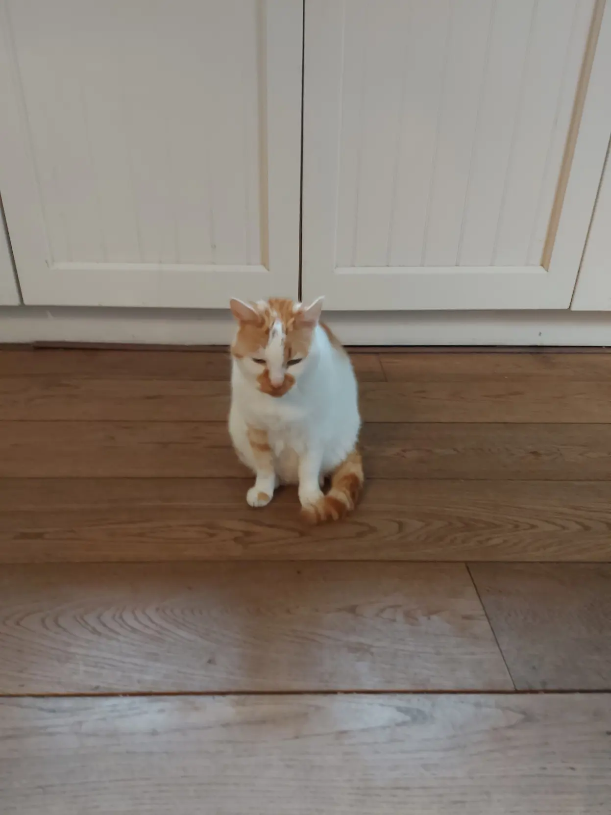 My cat looking goofy as fuck
