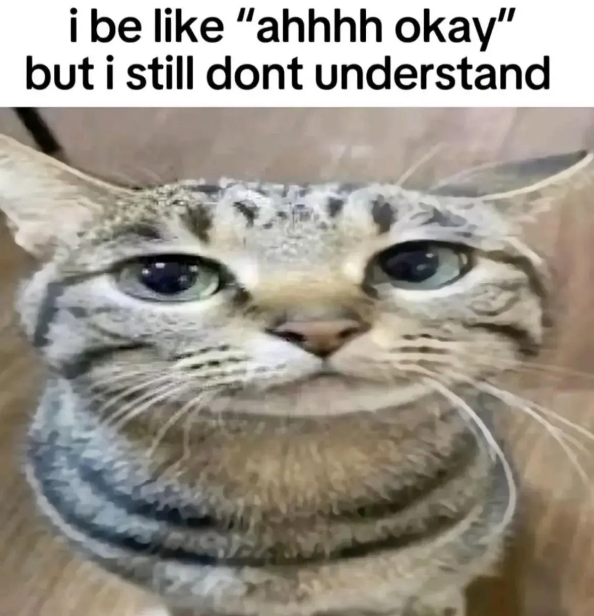 A funny picture of a cat with the caption:

"i be like "ahhhh okay" but i still dont understand"