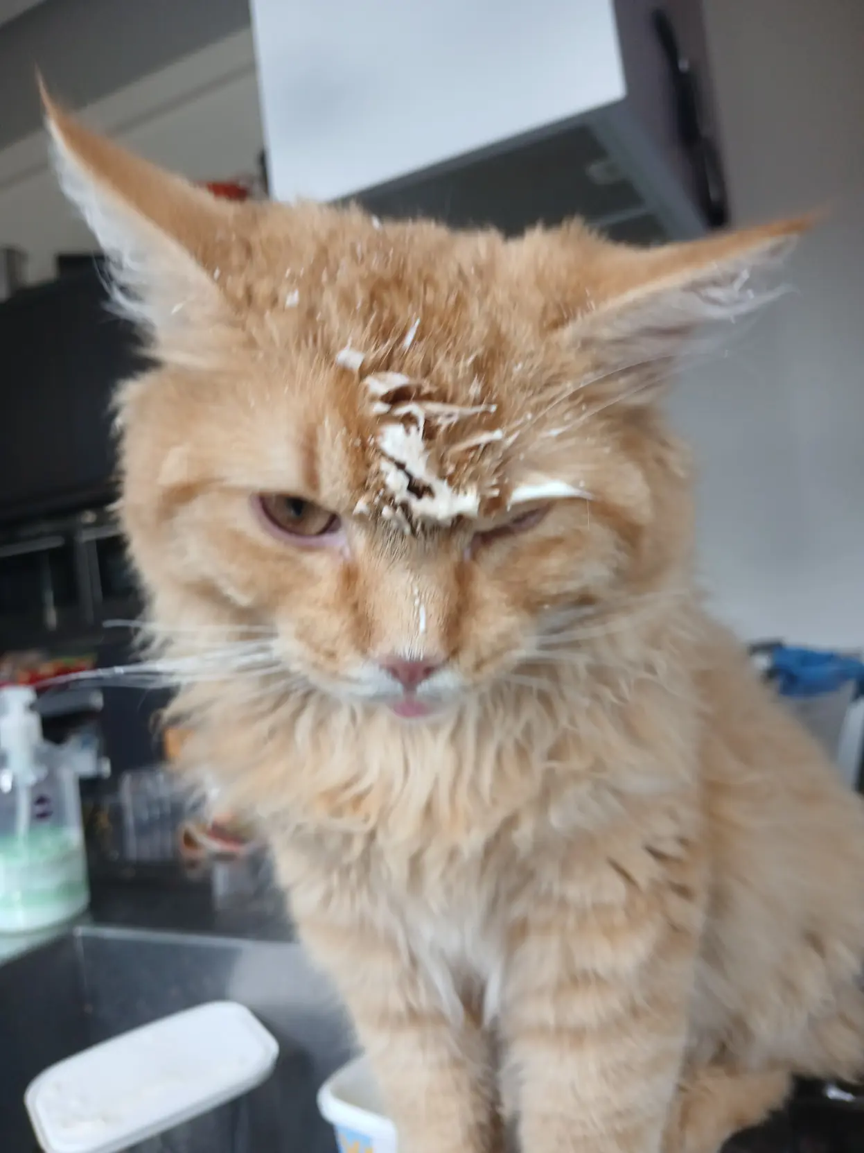 My cat with yoghurt on he face
