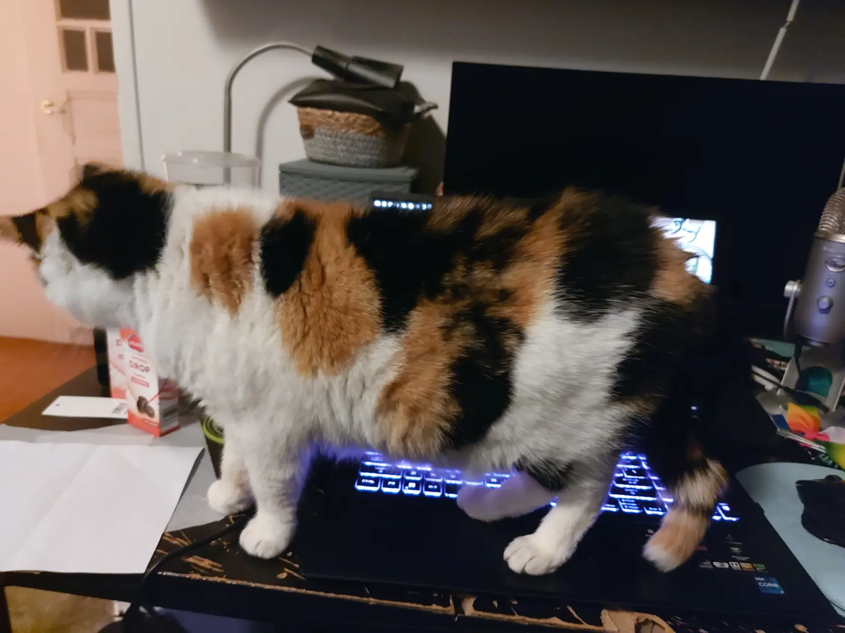 My sweet cat Viola standing in front of my screen of my laptop