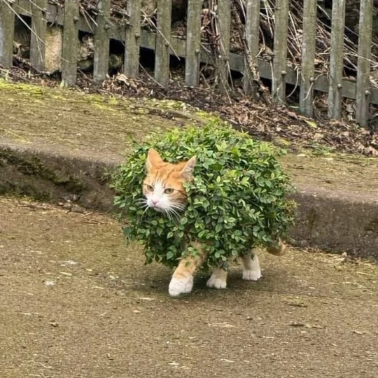 picture of a cat walking on the street covered in leaves, as if he's a walking bush