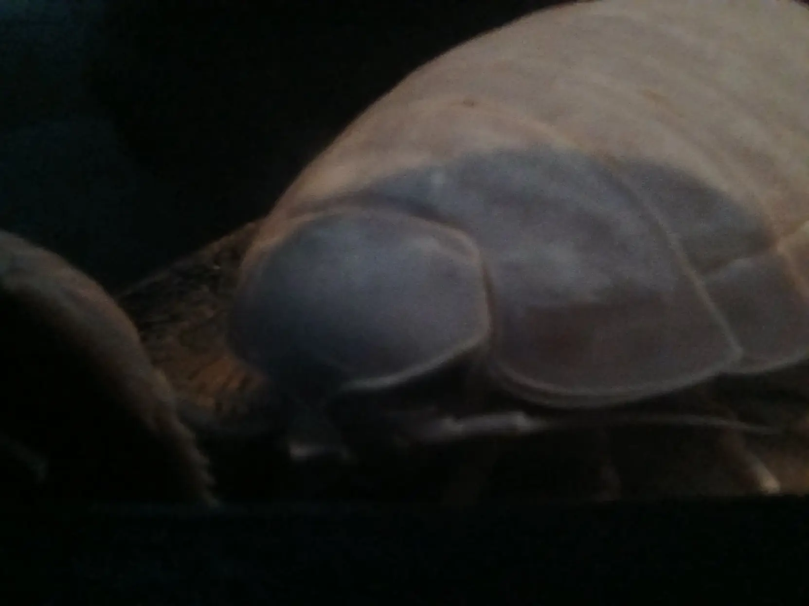 Picture of the face of an isopod!!