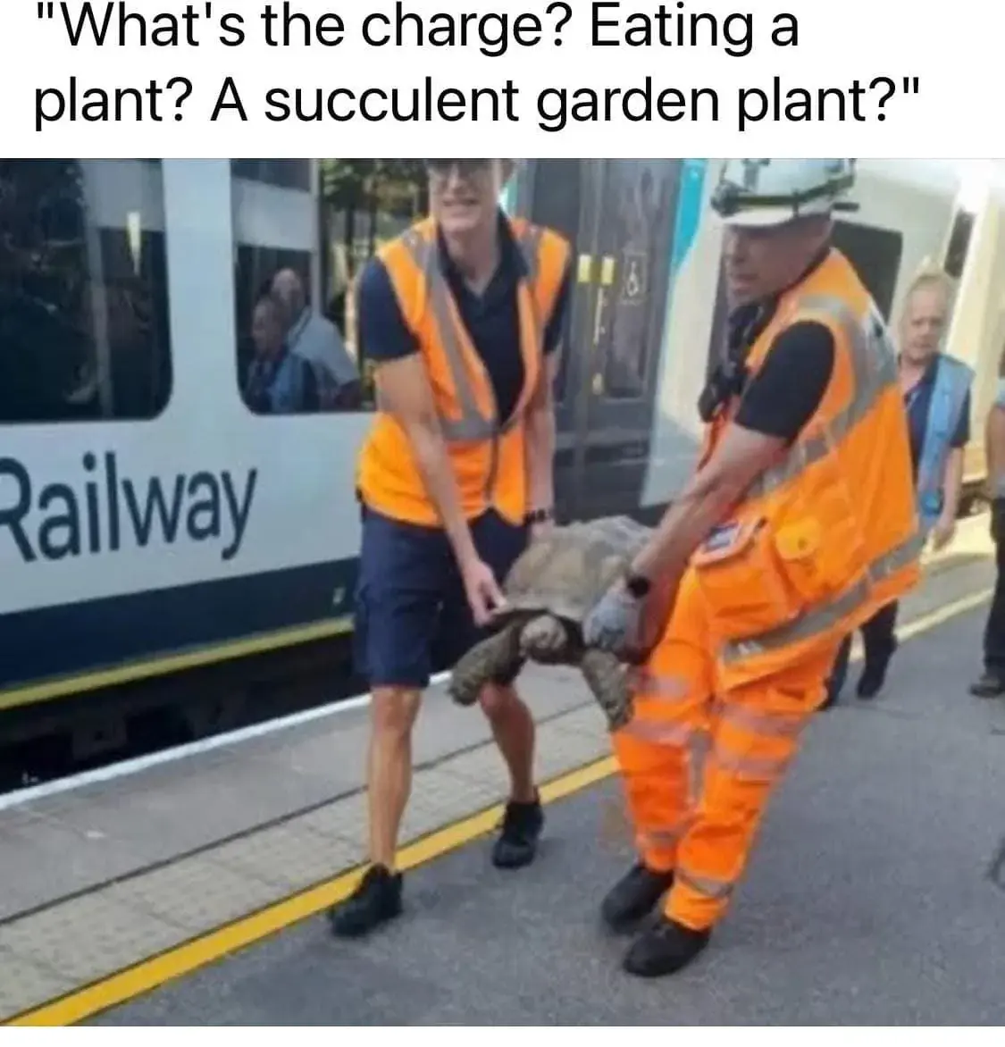 A picture of the authorities taking a turtle away with the top text: "What's the charge? Eating a plant? A succulent garden plant?"