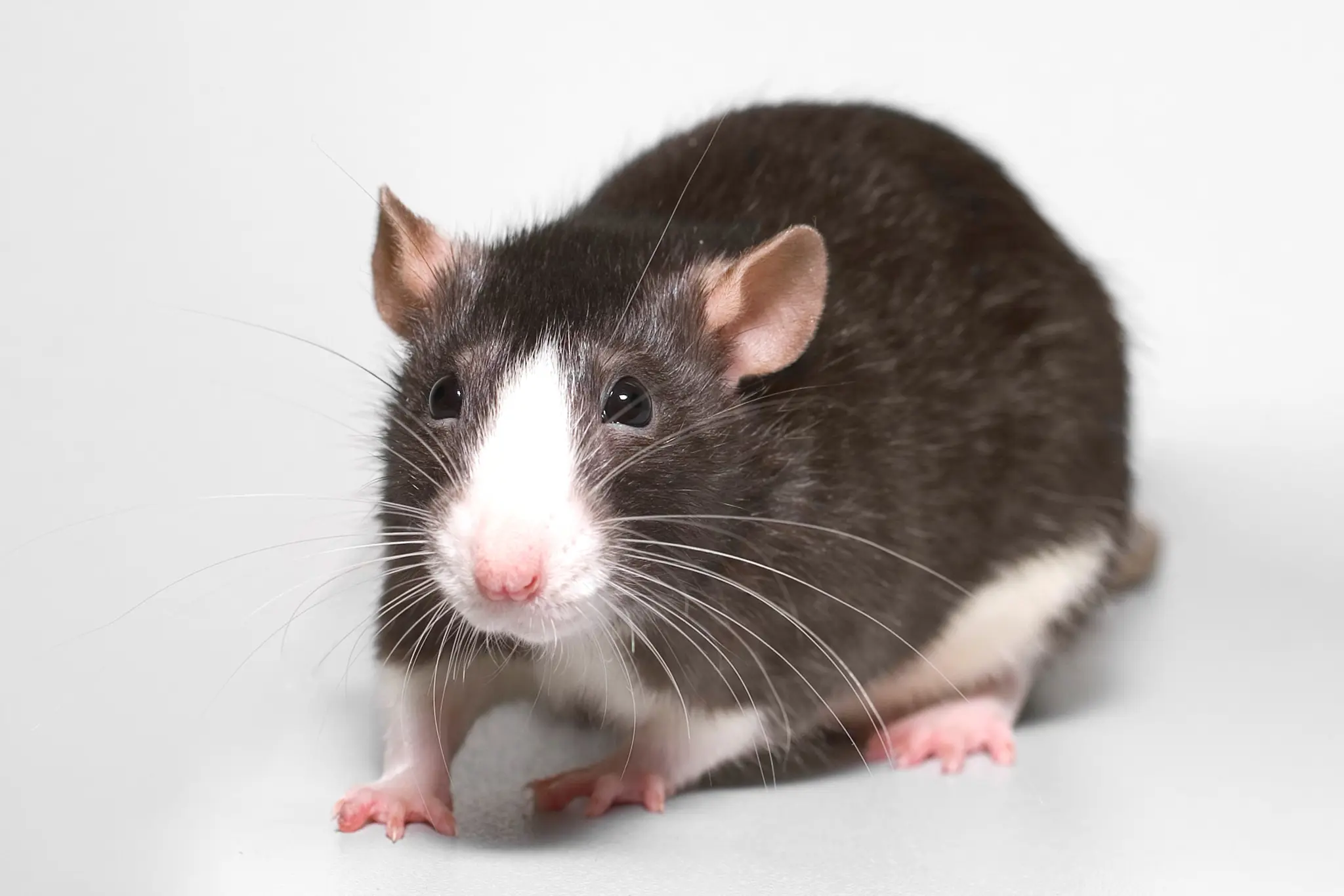 rat