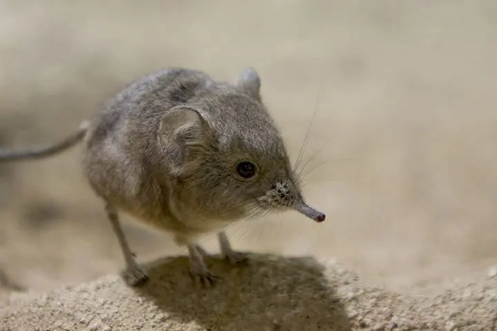 A picture of a round-eared elephant shrew