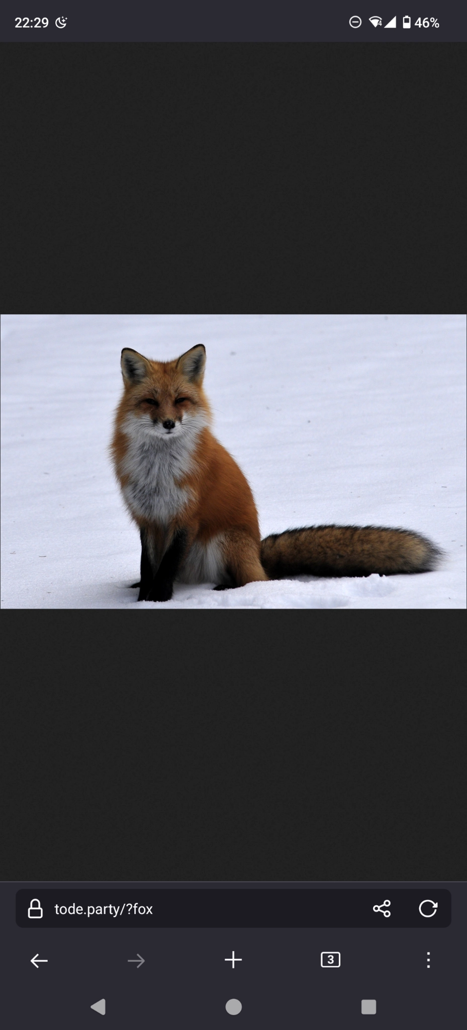 the image of my pfp but on tode dot party

it's a red fox sat in the snow