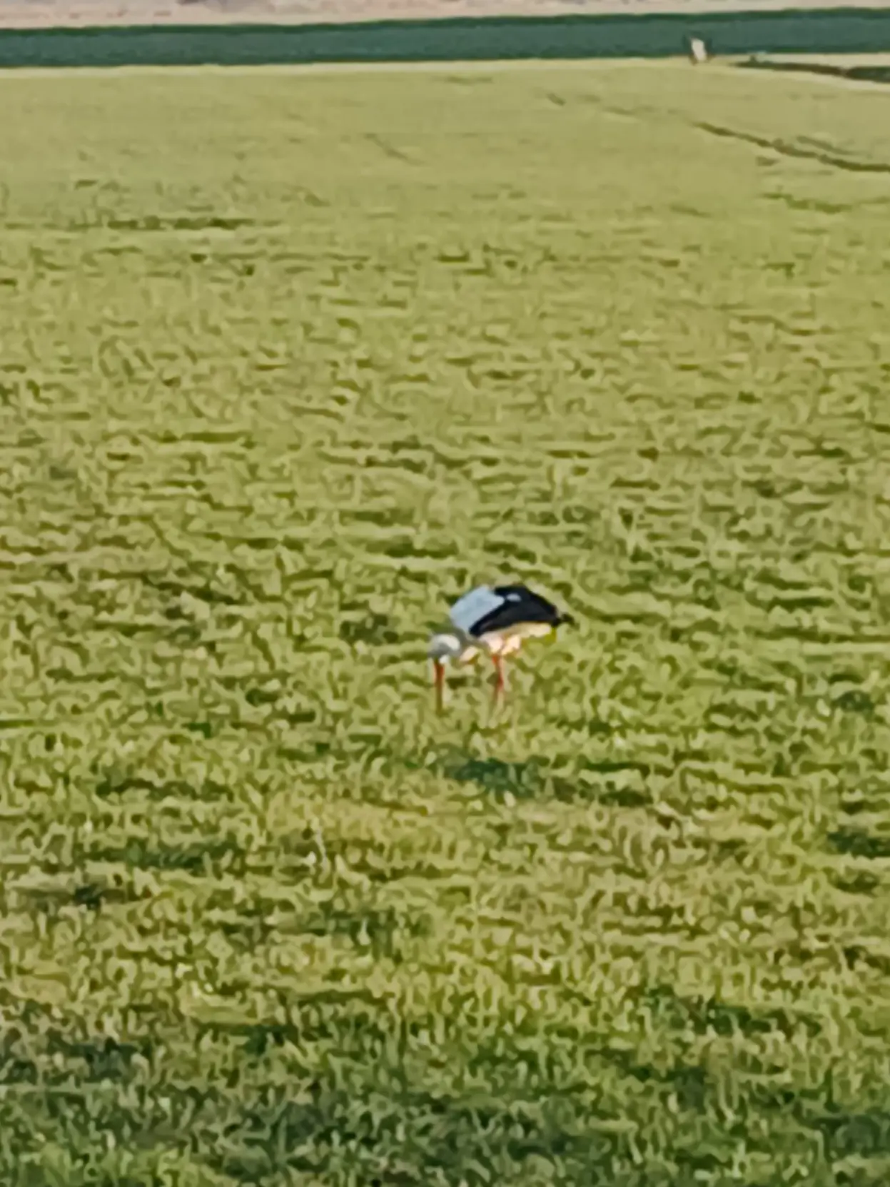 Stork in field