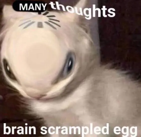 fish eye picture of a cat with the text "many thoughts // brain scrampled eggs"