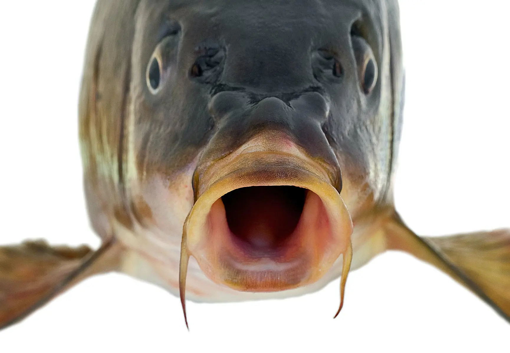 A funny picture of a fish