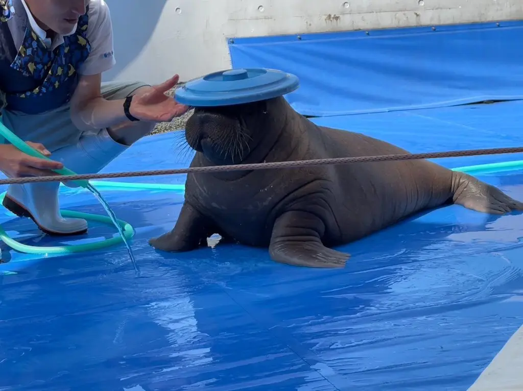 A baby walrus with a disk on his head that makes it look like his face is obscured by a rice hat