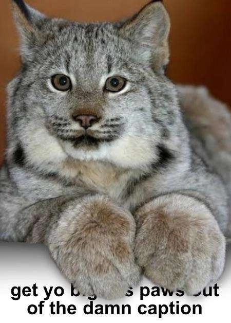 picture of a Canada Lynx that seems to fit out of the frame with paws over white text partially obscured by its paws that reads "Get yo big ass paws out of the damn caption" that I found posted by tumblr user 5149eszter