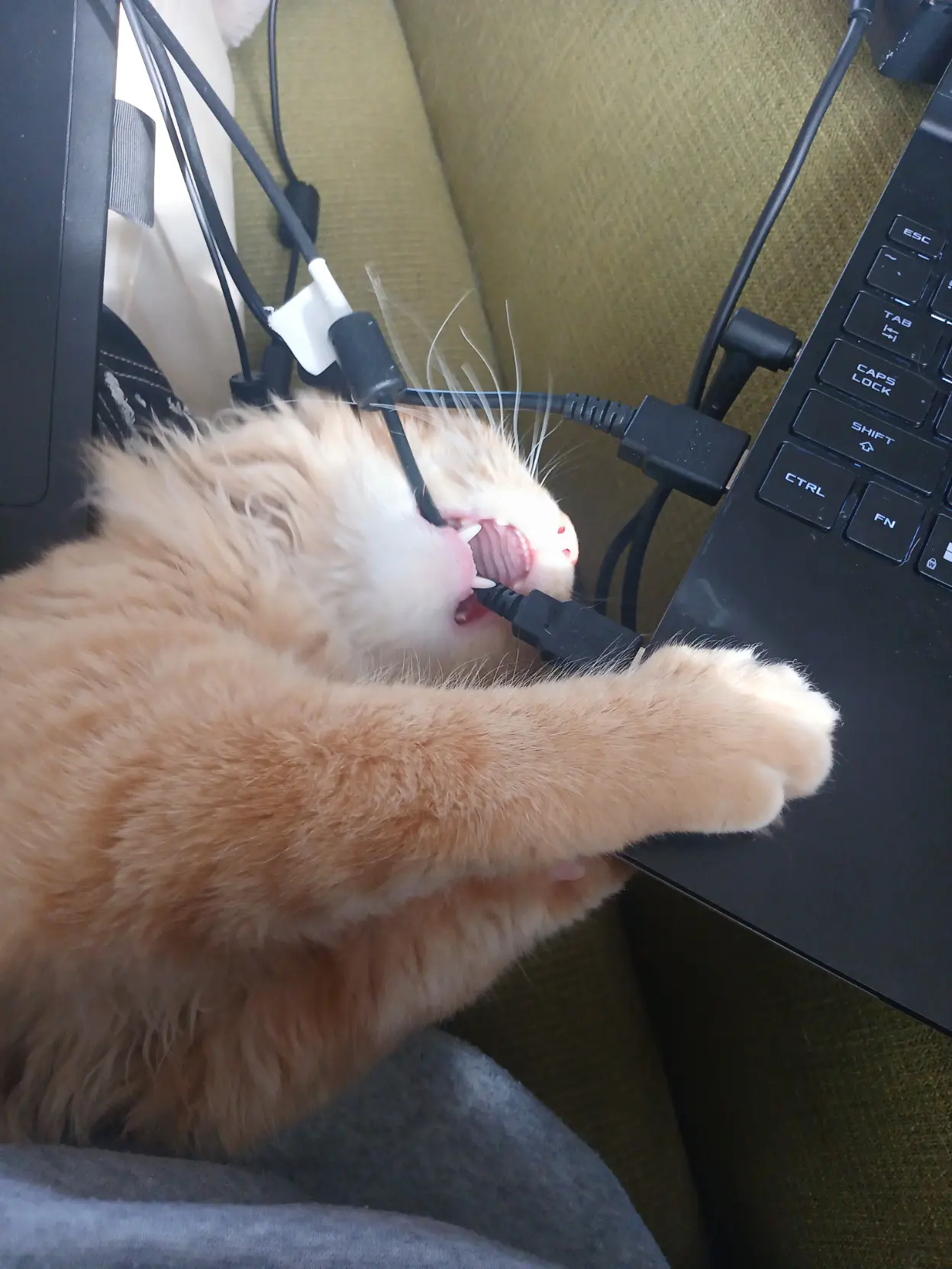 Cat biting cables