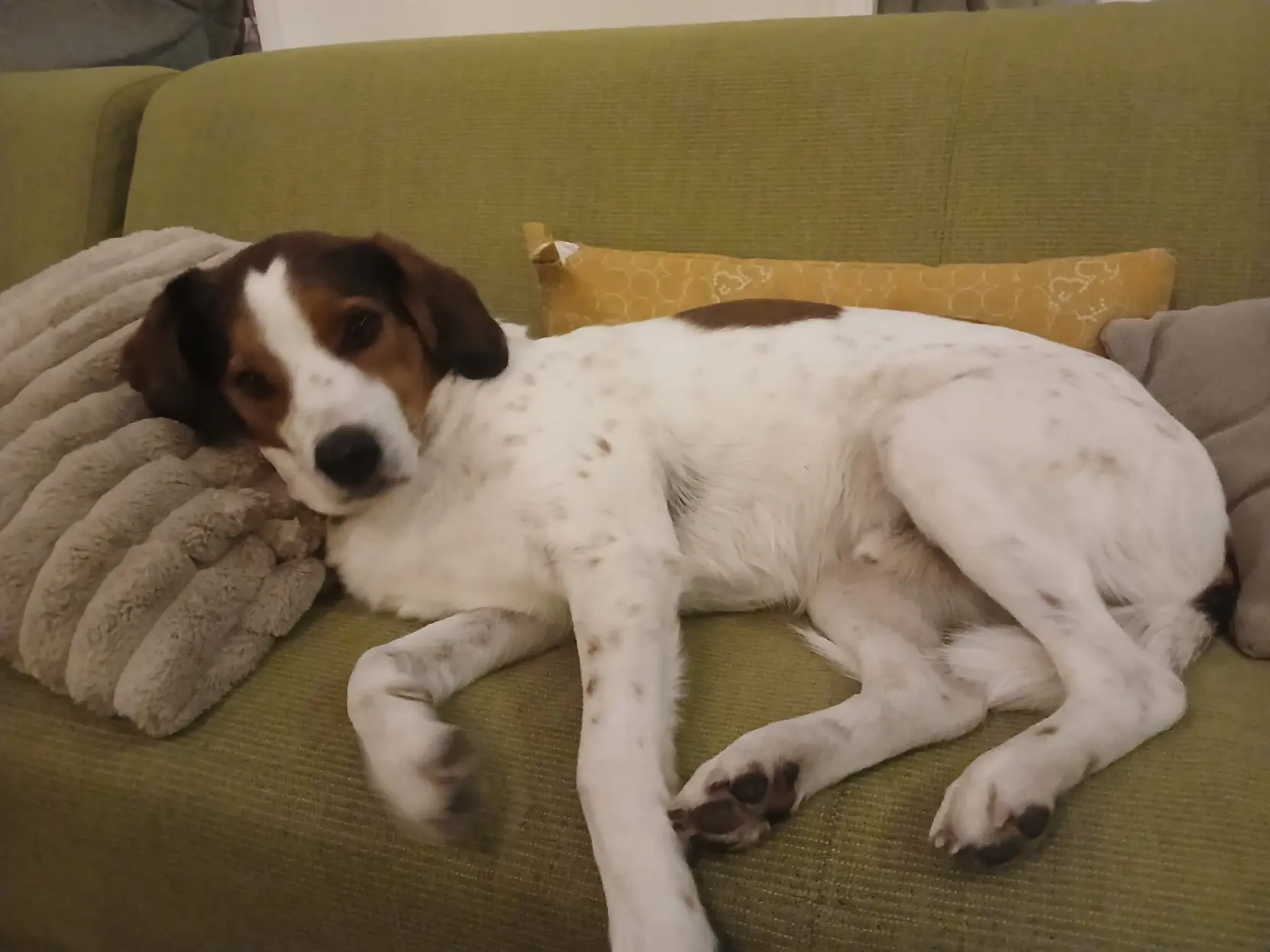 Dog