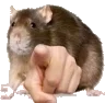 rat_point
