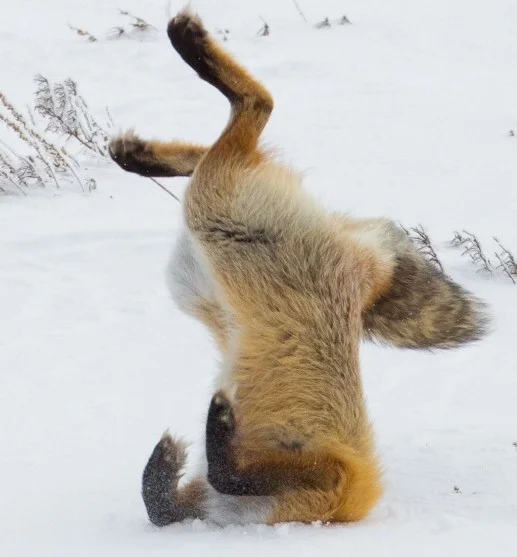 a fox hunting with its head in the snow