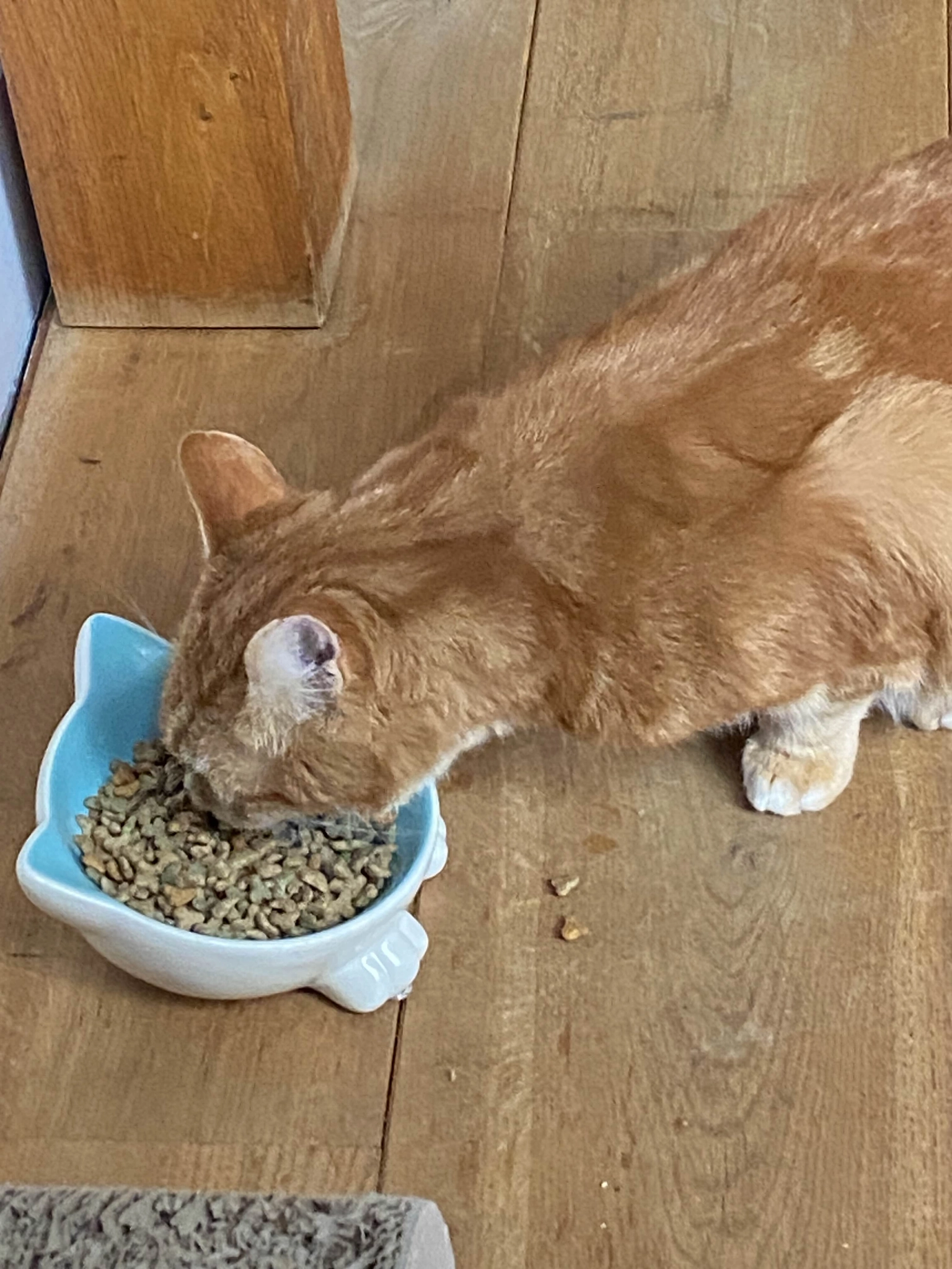ginger cat eating food from his bowl, theres some laying around on floor